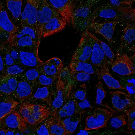 TNFRSF1B / TNFR2 Antibody - Immunofluorescent staining of CaCo-2 cells with Rabbit anti-Human CD120b , green. Counterstained with actin, red and nuclei, blue.  This image was taken for the unconjugated form of this product. Other forms have not been tested.