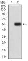 TNFRSF1B / TNFR2 Antibody - Western blot analysis using CD120B mAb against HEK293 (1) and CD120B (AA: extra 23-257)-hIgGFc transfected HEK293 (2) cell lysate.