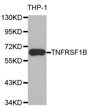 TNFRSF1B / TNFR2 Antibody - Western blot analysis of extracts of THP-1 cells.