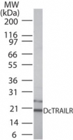 Tnfrsf23 / DcTrailR1 Antibody - Western blot of DcTrailR in 15 ugs of mouse spleen cell lysate using TRAIL R3/TNFRSF10C Antibody at 1 ug/ml.
