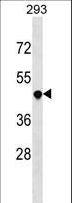 TNFRSF25 / DR3 Antibody - TNFRSF25 Antibody western blot of 293 cell line lysates (35 ug/lane). The TNFRSF25 antibody detected the TNFRSF25 protein (arrow).