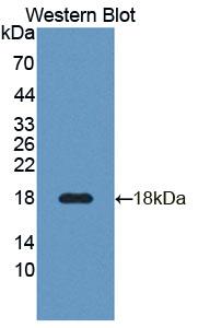 TNFRSF25 / DR3 Antibody - Western Blot; Sample: Recombinant protein.