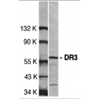 TNFRSF25 / DR3 Antibody - Western blot analysis of DR3 in Jurkat total cell lysate with DR3 antibody at 1:500 dilution.