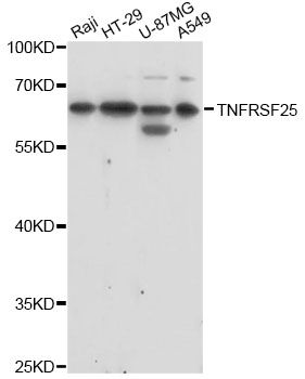 TNFRSF25 / DR3 Antibody - Western blot analysis of extracts of various cell lines, using TNFRSF25 antibody at 1:1000 dilution. The secondary antibody used was an HRP Goat Anti-Rabbit IgG (H+L) at 1:10000 dilution. Lysates were loaded 25ug per lane and 3% nonfat dry milk in TBST was used for blocking. An ECL Kit was used for detection and the exposure time was 60s.