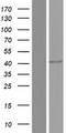TNFRSF25 / DR3 Protein - Western validation with an anti-DDK antibody * L: Control HEK293 lysate R: Over-expression lysate