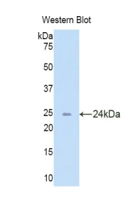 TNFRSF4 / CD134 / OX40 Antibody - Western blot of recombinant TNFRSF4 / CD134 / OX40.  This image was taken for the unconjugated form of this product. Other forms have not been tested.