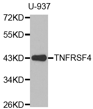TNFRSF4 / CD134 / OX40 Antibody - Western blot analysis of extracts of U-937 cells.