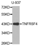 TNFRSF4 / CD134 / OX40 Antibody - Western blot analysis of extracts of U-937 cells.