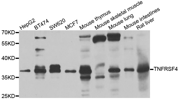 TNFRSF4 / CD134 / OX40 Antibody - Western blot analysis of extracts of various cell lines.