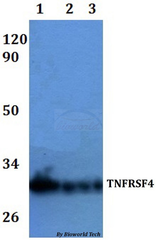 TNFRSF4 / CD134 / OX40 Antibody - Western blot of TNFRSF4 antibody at 1:500 dilution. Lane 1: HEK293T whole cell lysate. Lane 2: RAW264.7 whole cell lysate.