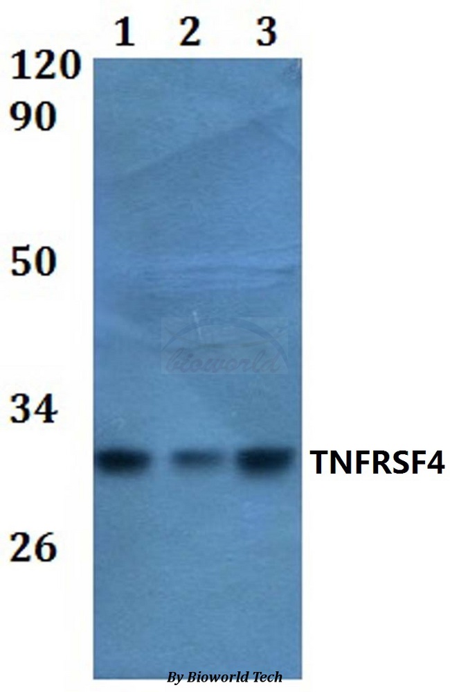 TNFRSF4 / CD134 / OX40 Antibody - Western blot of TNFRSF4 antibody at 1:500 dilution. Lane 1: HEK293T whole cell lysate. Lane 2: RAW264.7 whole cell lysate.