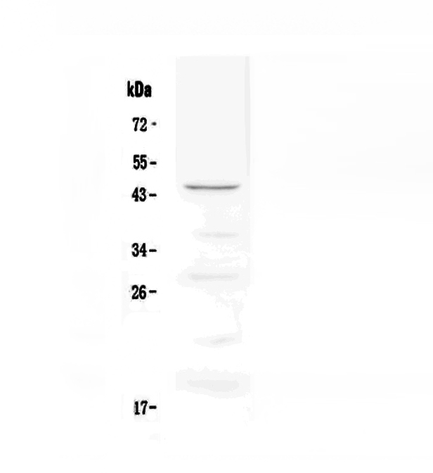 TNFRSF4 / CD134 / OX40 Antibody - Western blot - Anti-CD134/OX40 antibody