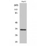 TNFRSF6B / DCR3 Antibody - Western blot of DcR3 antibody