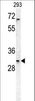 TNFRSF6B / DCR3 Antibody - TNFRSF6B Antibody western blot of 293 cell line lysates (35 ug/lane). The TNFRSF6B antibody detected the TNFRSF6B protein (arrow).