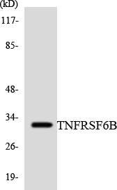 TNFRSF6B / DCR3 Antibody - Western blot analysis of the lysates from HT-29 cells using TNFRSF6B antibody.