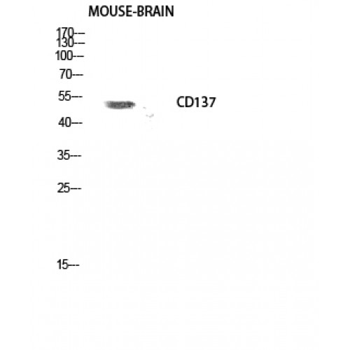 TNFRSF9 / 4-1BB / CD137 Antibody - Western blot of CD137 antibody