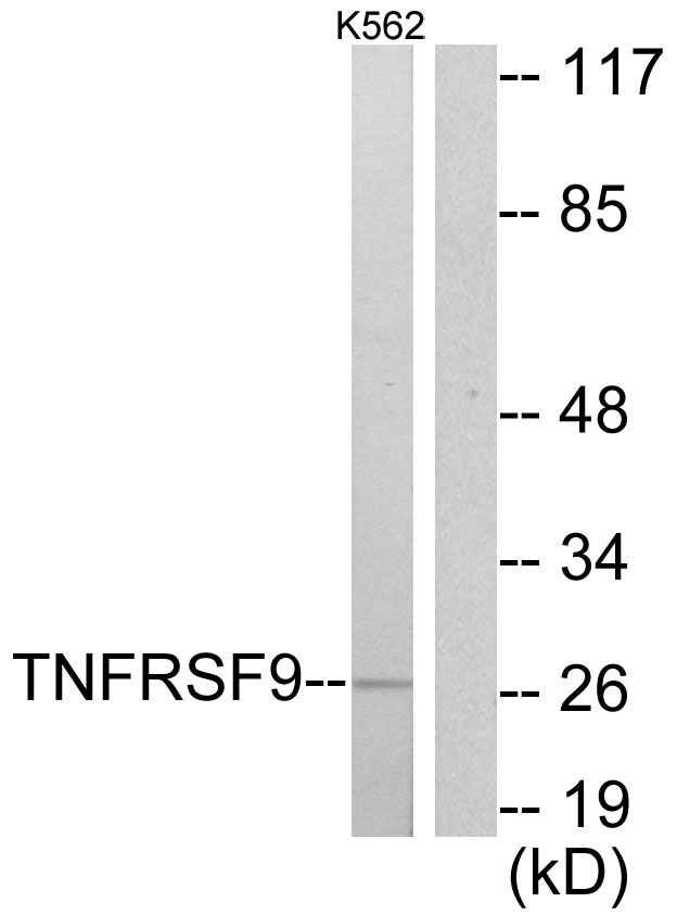 TNFRSF9 / 4-1BB / CD137 Antibody - Western blot analysis of lysates from K562 cells, using TNFRSF9 Antibody. The lane on the right is blocked with the synthesized peptide.