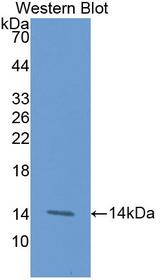 TNFRSF9 / 4-1BB / CD137 Antibody