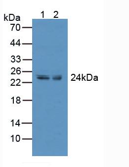 TNFRSF9 / 4-1BB / CD137 Antibody