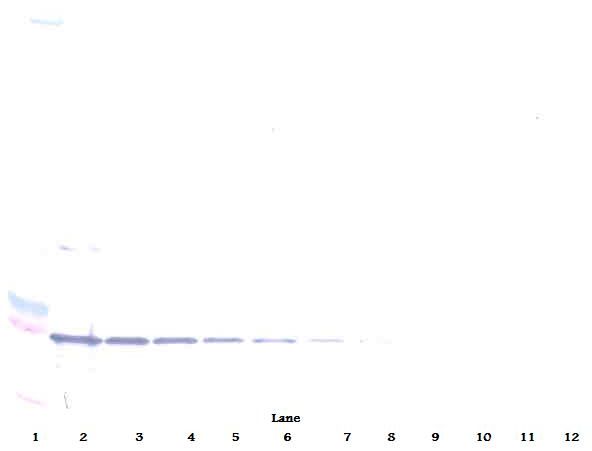 TNFRSF9 / 4-1BB / CD137 Antibody - Western Blot (non-reducing) of 4-1BB / CD137 antibody. This image was taken for the unconjugated form of this product. Other forms have not been tested.