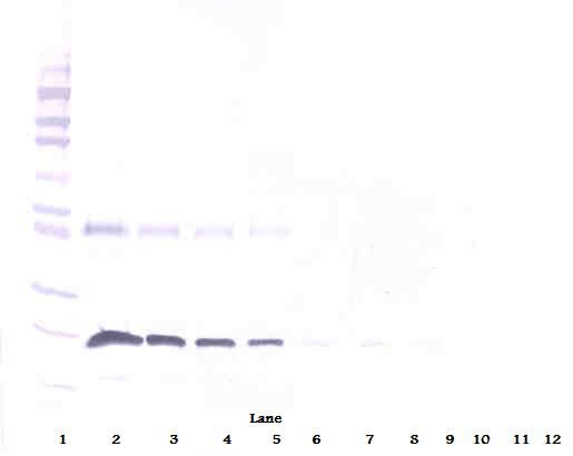 TNFRSF9 / 4-1BB / CD137 Antibody - Western Blot (reducing) of 4-1BB / CD137 antibody. This image was taken for the unconjugated form of this product. Other forms have not been tested.