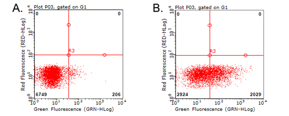 TNFRSF9 / 4-1BB / CD137 Antibody - Flow cytometric analysis of living PBMCs treated with 10ug/ml PHA for 72h. (Right)/untreated. (Left) using anti-TNFRSF9 antibody. (1:100)