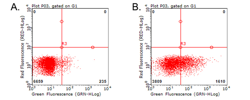 TNFRSF9 / 4-1BB / CD137 Antibody - Flow cytometric analysis of living PBMCs treated with 10ug/ml PHA for 72h. (Right)/untreated. (Left) using anti-TNFRSF9 antibody. (1:100)