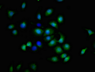 TNFRSF9 / 4-1BB / CD137 Antibody - Immunofluorescent analysis of A549 cells at a dilution of 1:100 and Alexa Fluor 488-congugated AffiniPure Goat Anti-Rabbit IgG(H+L)