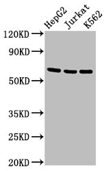 TNFRSF9 / 4-1BB / CD137 Antibody - Positive Western Blot detected in HepG2 whole cell lysate, Jurkat whole cell lysate, K562 whole cell lysate. All lanes: TNFRSF9 antibody at 2.7 µg/ml Secondary Goat polyclonal to rabbit IgG at 1/50000 dilution. Predicted band size: 28 KDa. Observed band size: 65 KDa
