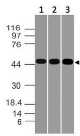 TNFRSF9 / 4-1BB / CD137 Antibody - Fig-1: Westernblot analysis of CD137. Anti-CD137 was tested at 4 µg/ml on Jurkat, HepG2 and Molt-4.