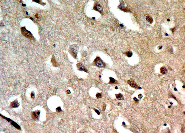 TNFRSF9 / 4-1BB / CD137 Antibody - Fig-2: Immunohistochemical analysis of CD137. Anti-CD137 was used in Human Brain tissue at 2 µg/ml.