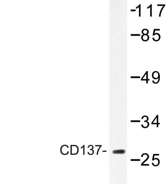 TNFRSF9 / 4-1BB / CD137 Antibody - Western blot of CD137 (K107) pAb in extracts from K562 cells.