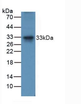 TNFSF10 / TRAIL Antibody - Western Blot; Sample: Human MCF7 Cells.