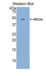 TNFSF10 / TRAIL Antibody - Western blot of recombinant TNFSF10 / TRAIL.  This image was taken for the unconjugated form of this product. Other forms have not been tested.