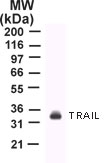 TNFSF10 / TRAIL Antibody - Western blot of total cell lysate from Jurkat cells with antibody.