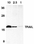 TNFSF10 / TRAIL Antibody - Western blot analysis of TRAIL in HeLa cell lysate expressing 10, 2.5, or 1ng of recombinant extracellular domain of TRAIL with TRAIL antibody at 1µg/ml.