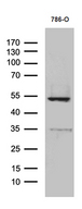 TNFSF10 / TRAIL Antibody - Western blot analysis of extracts. (35ug) from 786-O cell line by using anti-TNFSF10 monoclonal antibody. (1:500)