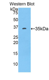 TNFSF10 / TRAIL Antibody - Western blot of recombinant TNFSF10 / TRAIL.  This image was taken for the unconjugated form of this product. Other forms have not been tested.