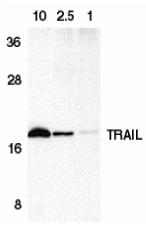 TNFSF10 / TRAIL Antibody - Western blot of TRAIL in HeLa cell lysate containing 10, 2.5, or 1 ng of recombinant protein containing extracellular domain of TRAIL with TRAIL antibody at 1 ug/ml.