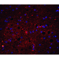 TNFSF10 / TRAIL Antibody - Immunofluorescence of TRAIL in human brain tissue with Trail antibody at 20 µg/mL.Red: Trail Antibody  Blue: DAPI staining