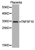TNFSF10 / TRAIL Antibody - Western blot of extracts of placenta cell lines, using TNFSF10 antibody.