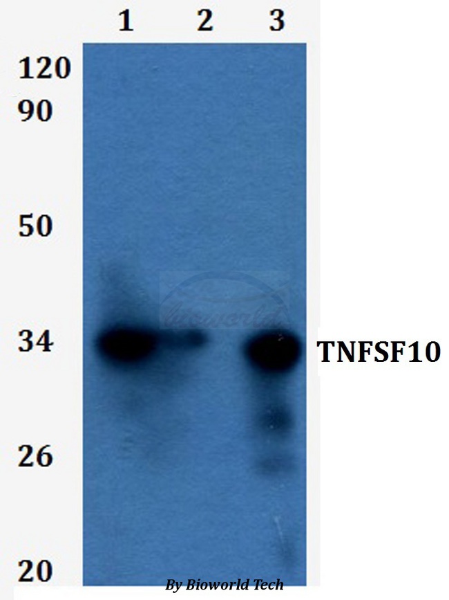 TNFSF10 / TRAIL Antibody - Western blot of TNFSF10 antibody at 1:500 dilution. Lane 1: HEK293T whole cell lysate. Lane 2: RAW264.7 whole cell lysate.