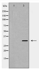 TNFSF10 / TRAIL Antibody - Western blot of CD253 expression in 293 cells