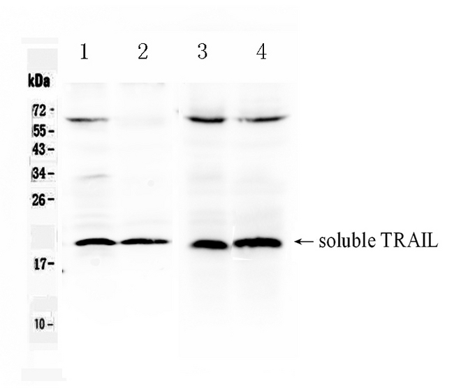 TNFSF10 / TRAIL Antibody - Western blot - Anti-TRAIL Picoband Antibody