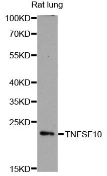 TNFSF10 / TRAIL Antibody - Western blot analysis of extracts of rat lung, using TNFSF10 antibody at 1:3000 dilution. The secondary antibody used was an HRP Goat Anti-Rabbit IgG (H+L) at 1:10000 dilution. Lysates were loaded 25ug per lane and 3% nonfat dry milk in TBST was used for blocking. An ECL Kit was used for detection and the exposure time was 90s.