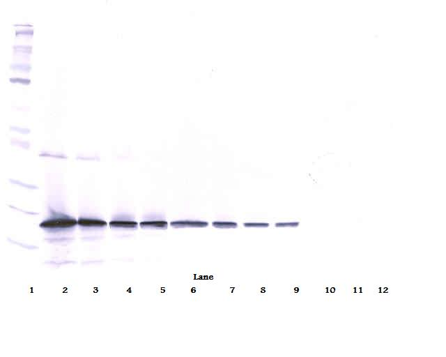 TNFSF10 / TRAIL Antibody - Anti-Murine TRAIL Western Blot Reduced