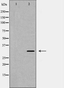 TNFSF10 / TRAIL Antibody - Western blot analysis of CD253 expression in 293 cells. The lane on the left is treated with the antigen-specific peptide.