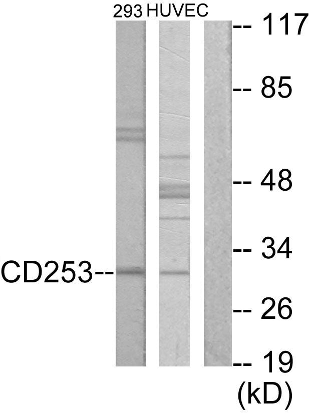 TNFSF10 / TRAIL Antibody - Western blot analysis of extracts from 293 cells and HUVEC cells, using CD253 antibody.