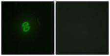 TNFSF10 / TRAIL Antibody - Peptide - + Immunofluorescence analysis of A549 cells, using CD253 antibody.