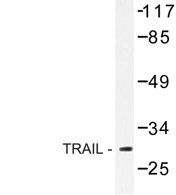 TNFSF10 / TRAIL Antibody - Western blot of TRAIL (S63) pAb in extracts from HUVEC cells.